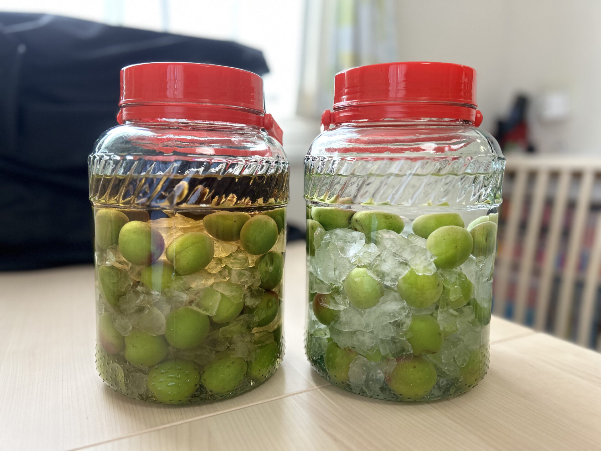 漬けたての梅酒。青梅は緑色で、白い氷砂糖がそのまま残っている
