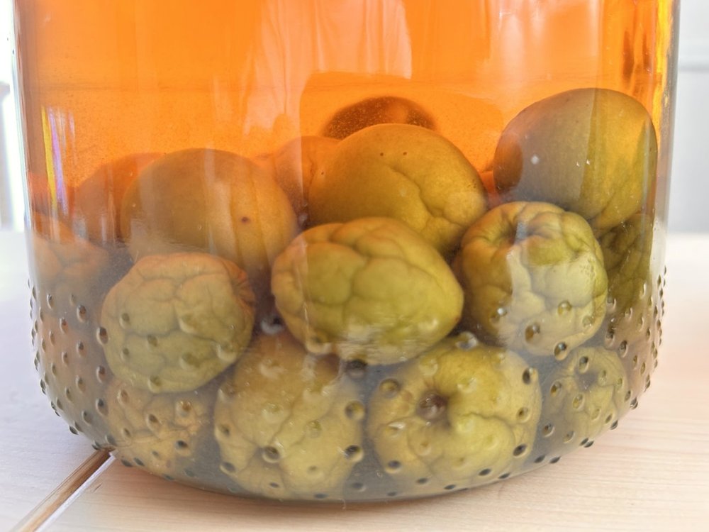ブランデーで漬けた梅のアップ。上の梅は茶色、下の梅は黄緑色で深いシワが寄っている